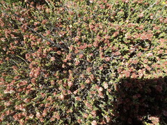 Passerina comosa