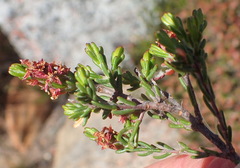 Passerina comosa