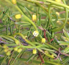Cassytha paniculata