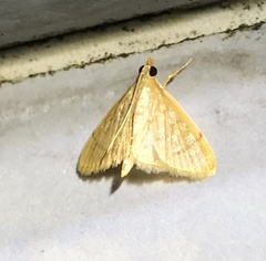 Ecpyrrhorrhoe puralis