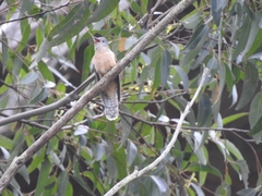 Cacomantis variolosus variolosus