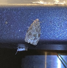 Phaecasiophora leechi