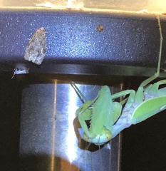 Phaecasiophora leechi