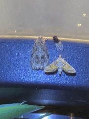 Phaecasiophora leechi