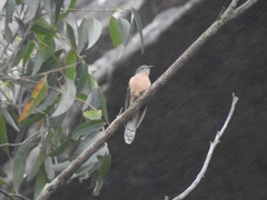 Cacomantis variolosus variolosus