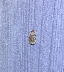 Phaecasiophora leechi