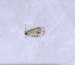 Phaecasiophora leechi