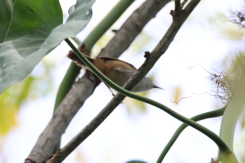 Isthmian Wren (Cantorchilus elutus), photo 8