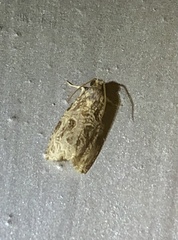 Phaecasiophora leechi