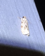 Phaecasiophora leechi