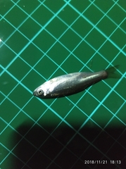 Opsariichthys pachycephalus