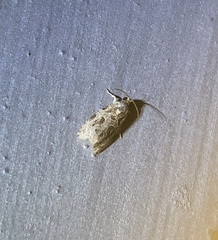 Phaecasiophora leechi