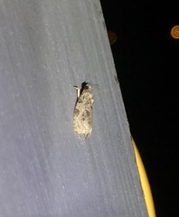 Phaecasiophora leechi