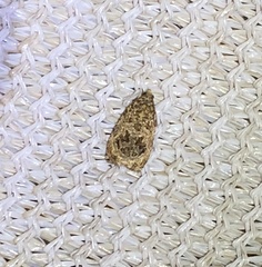 Phaecasiophora leechi