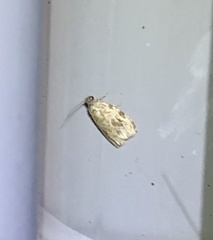 Phaecasiophora leechi