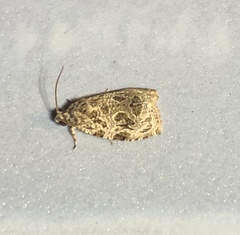 Phaecasiophora leechi