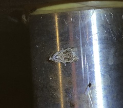 Phaecasiophora leechi