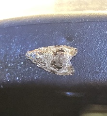 Phaecasiophora leechi