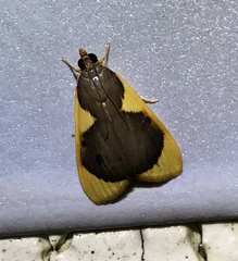 Prooedema inscisalis