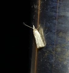 Pseudocatharylla duplicella