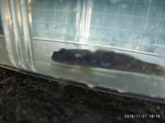Rhinogobius candidianus