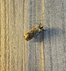 Pseudocatharylla duplicella