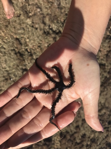Ophiocoma scolopendrina