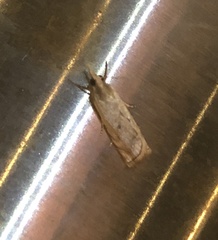 Pseudocatharylla duplicella