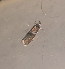 Ptyomaxia swinhoeella