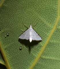 Ramila