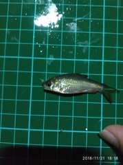 Systomus orphoides