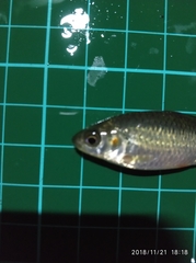 Systomus orphoides