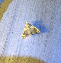 Rehimena phrynealis