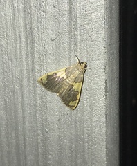 Rehimena phrynealis