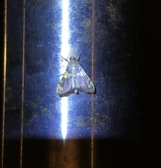 Rehimena phrynealis