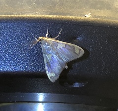 Rehimena phrynealis