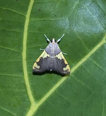 Rehimena phrynealis