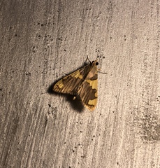 Rehimena phrynealis