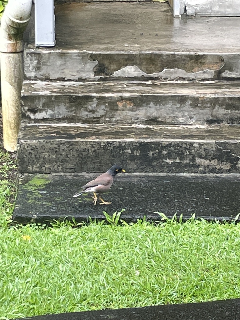 Common Myna from Tutuila Island, Utulei, American Samoa, AS on July 8 ...