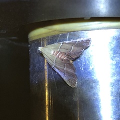 Stemmatophora flavicaput