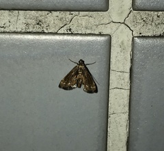 Strepsinoma croesusalis