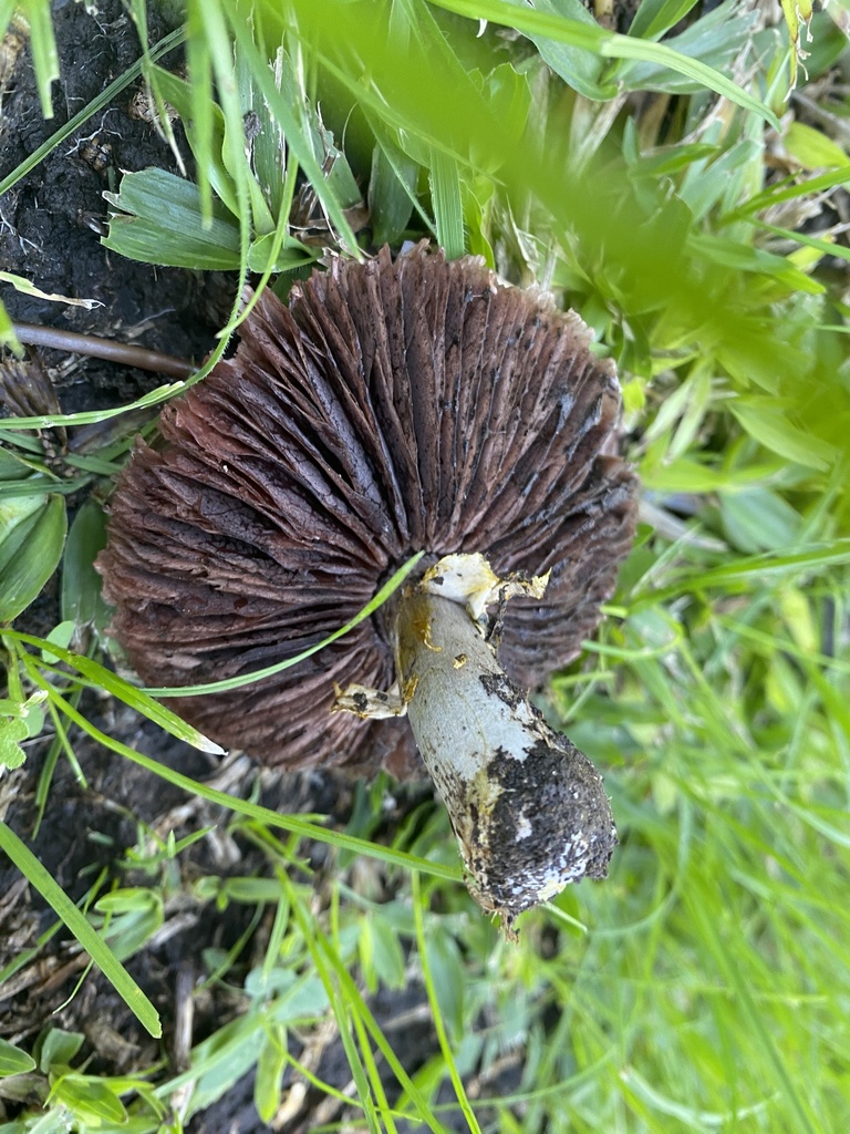Agaricus xanthodermus · May 2023 · photo: © carancho (iNaturalist, cc-by)