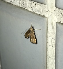 Strepsinoma croesusalis