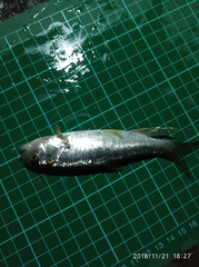 Opsariichthys pachycephalus