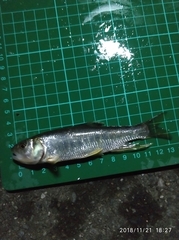 Opsariichthys pachycephalus