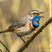 Bluethroat - Photo (c) Александр, some rights reserved (CC BY-NC-ND), uploaded by Александр