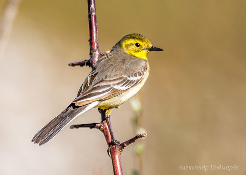 Citrine Wagtail