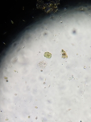 Hydrodictyaceae