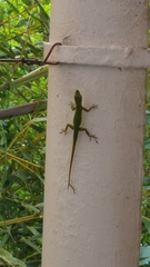 Anolis roquet