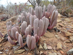 Brianhuntleya intrusa